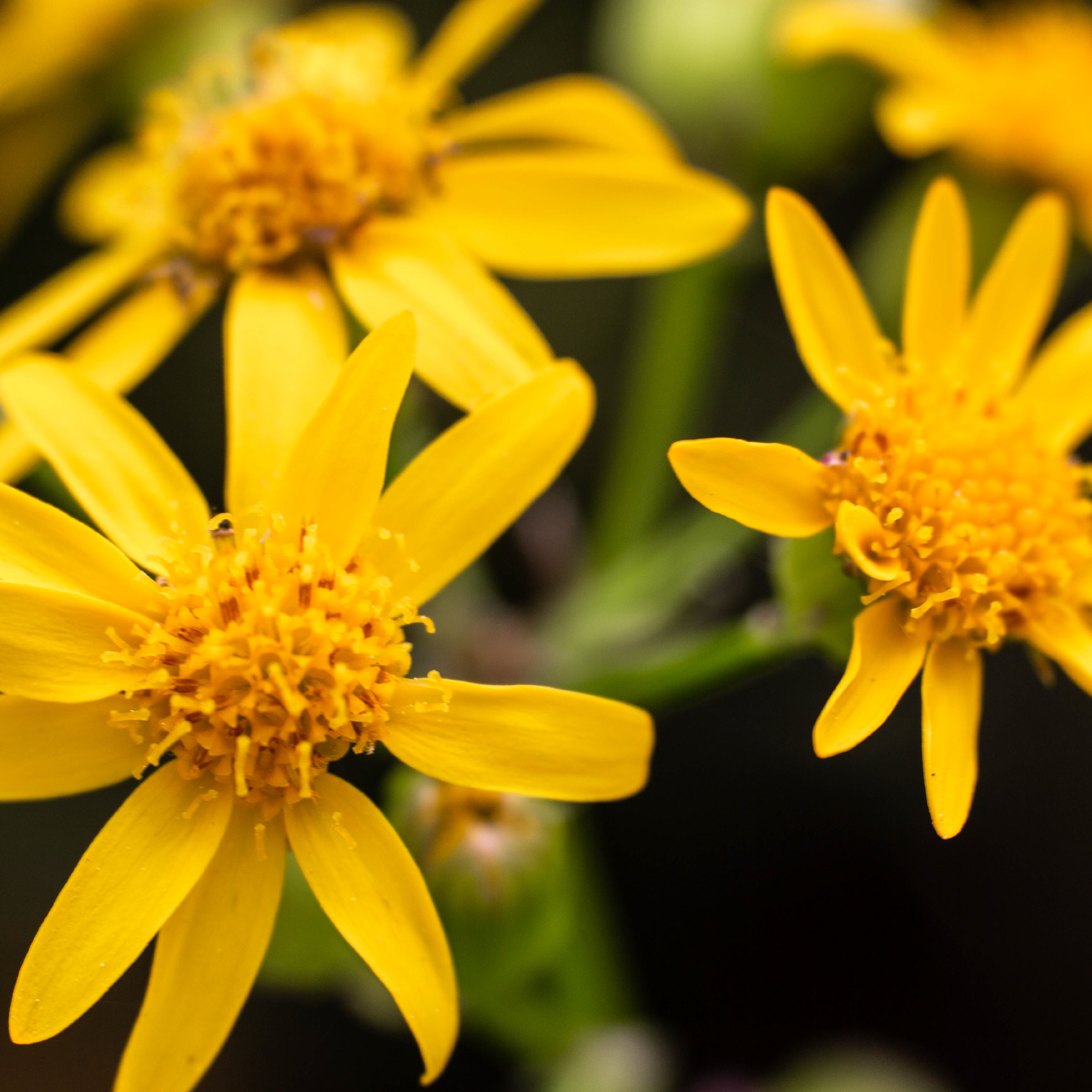 L'arnica de Provence bio issu d'un projet de culture durable et responsable